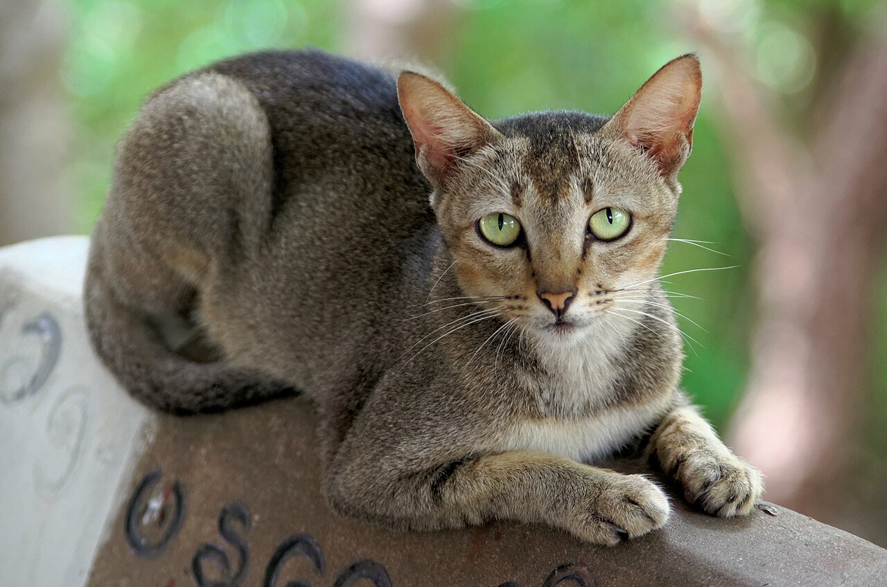 Mango, a cat