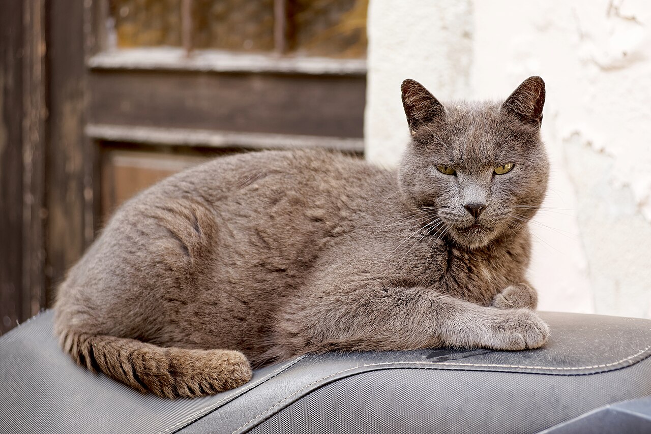 Pip, a cat
