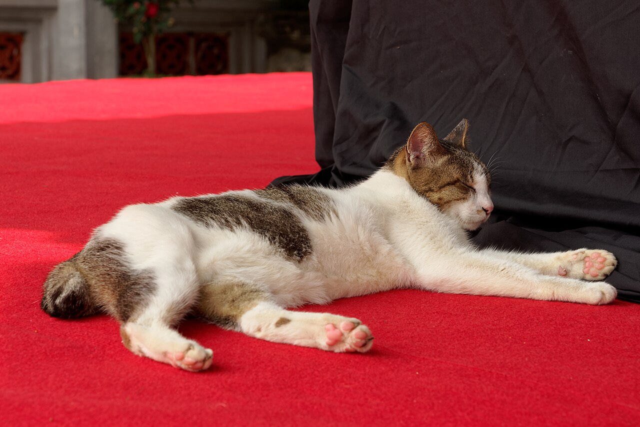 Miso, a cat
