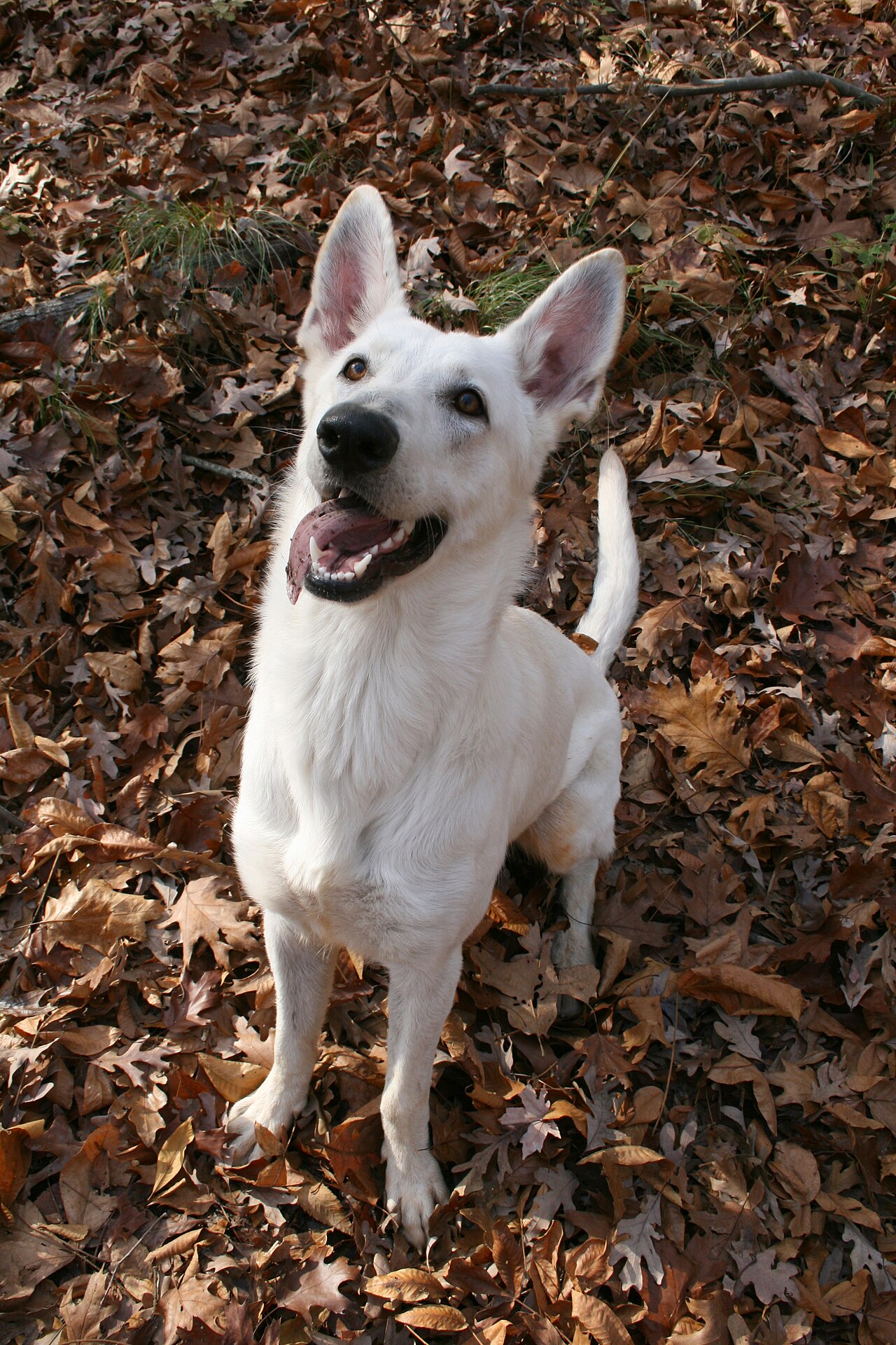 Max, a dog