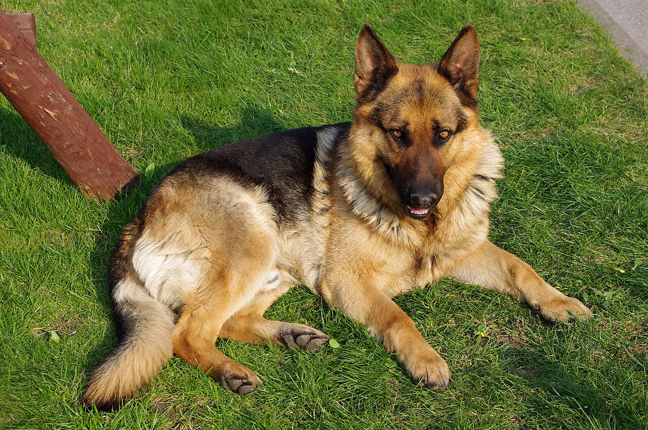 Rex, a dog